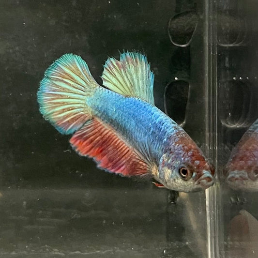 the-fish-farm Female Betta Female Betta - One Only - T Choose your own Female Betta at The Fish Farm Australia