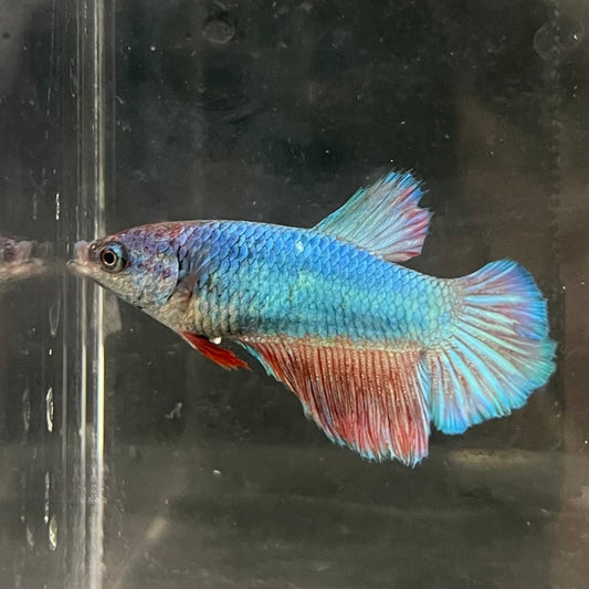 the-fish-farm Female Betta Female Betta - One Only - T Choose your own Female Betta at The Fish Farm Australia