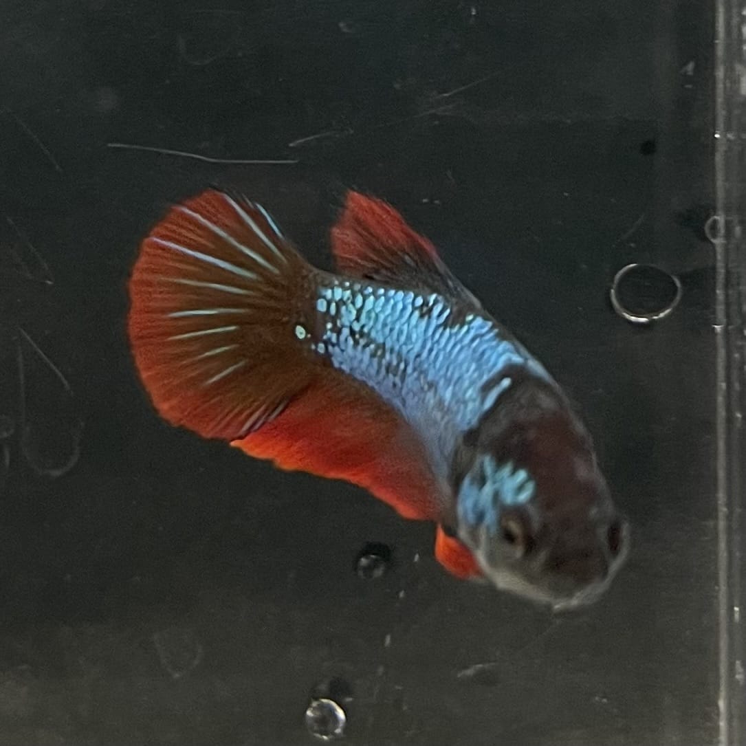the-fish-farm Female Betta Female Betta - One Only - T Choose your own Female Betta at The Fish Farm Australia