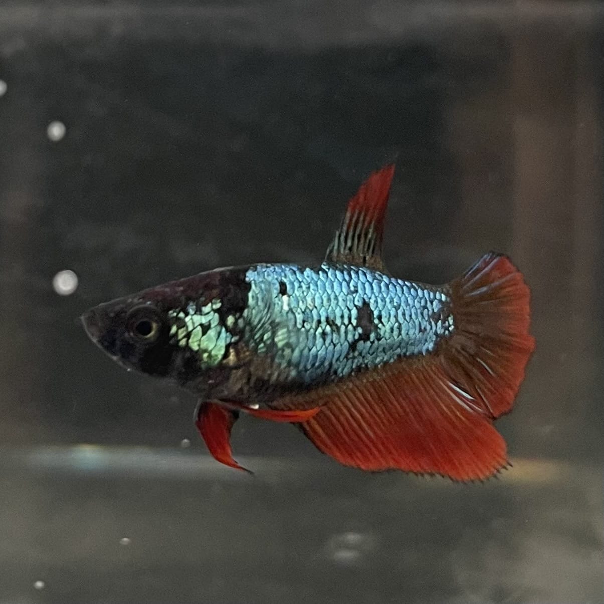 the-fish-farm Female Betta Female Betta - One Only - T Choose your own Female Betta at The Fish Farm Australia