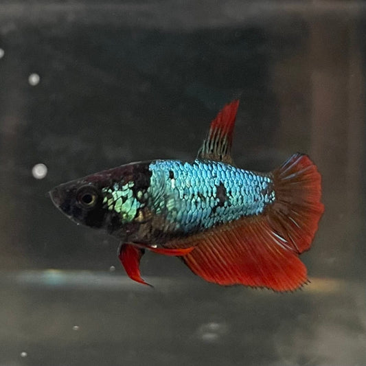 the-fish-farm Female Betta Female Betta - One Only - T Choose your own Female Betta at The Fish Farm Australia