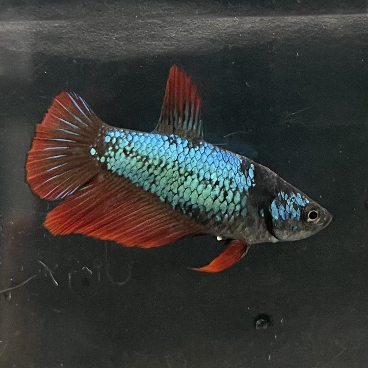 the-fish-farm Female Betta Female Betta - One Only - T Choose your own Female Betta at The Fish Farm Australia