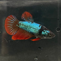 the-fish-farm Female Betta Female Betta - One Only - T Choose your own Female Betta at The Fish Farm Australia