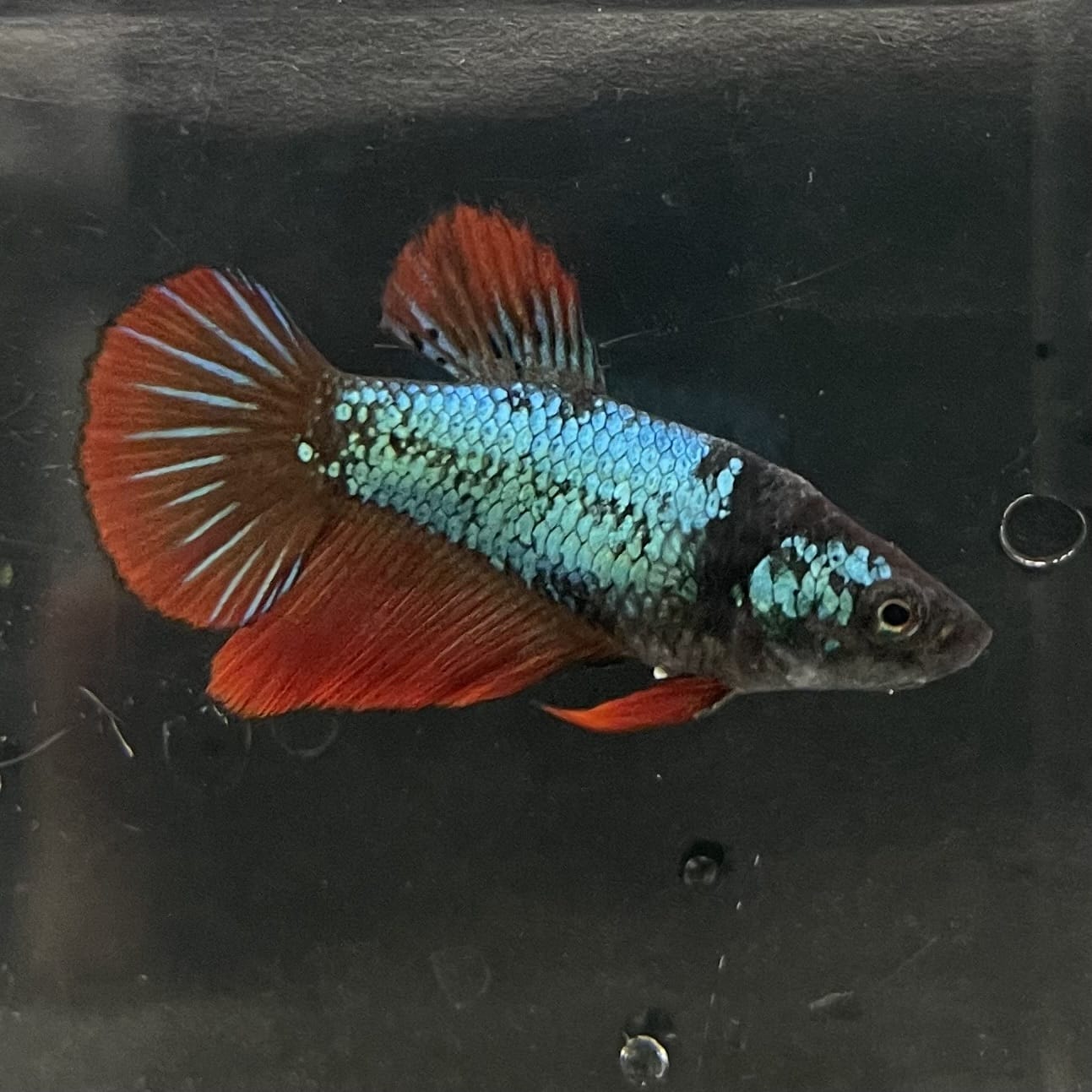 the-fish-farm Female Betta Female Betta - One Only - T Choose your own Female Betta at The Fish Farm Australia