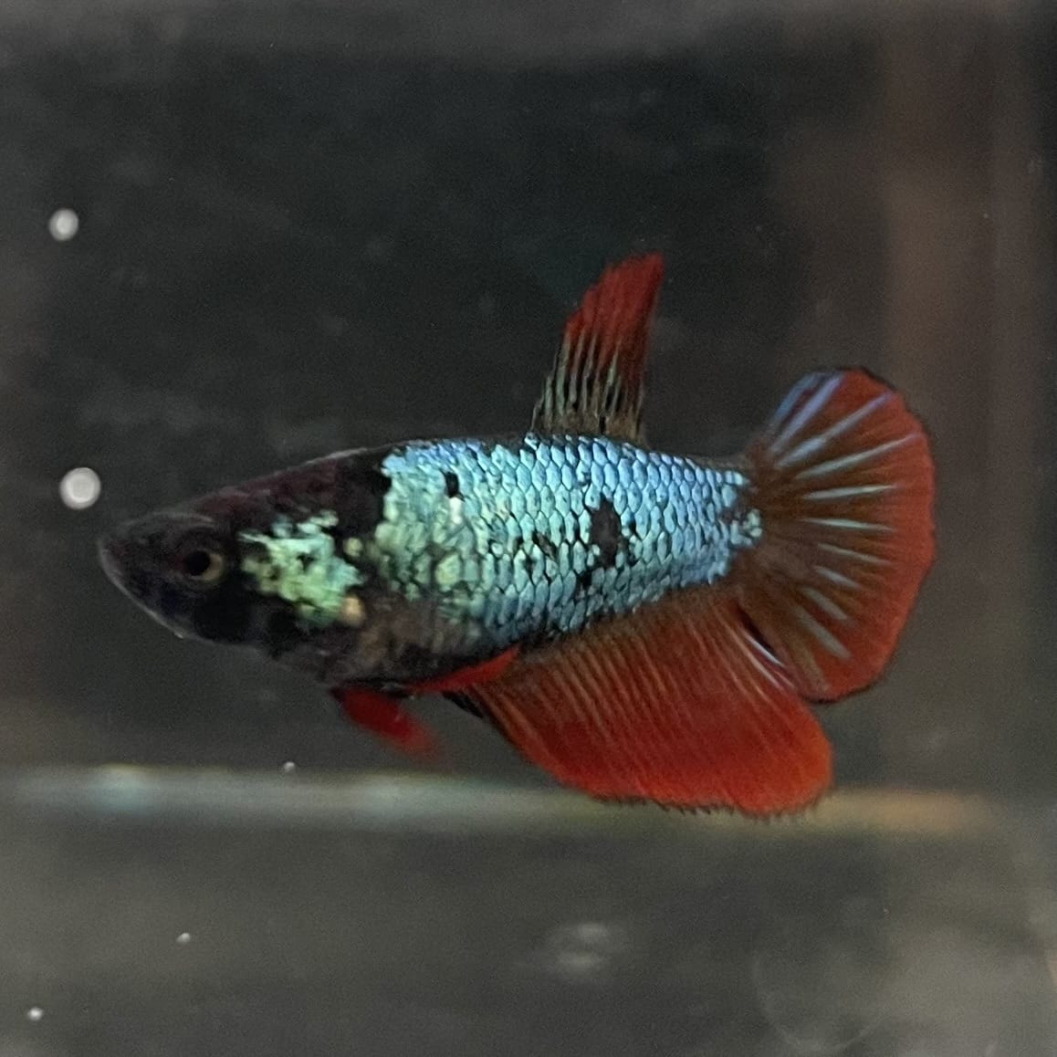 the-fish-farm Female Betta Female Betta - One Only - T Choose your own Female Betta at The Fish Farm Australia