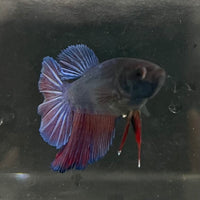 the-fish-farm Female Betta Female Betta - One Only - T Choose your own Female Betta at The Fish Farm Australia