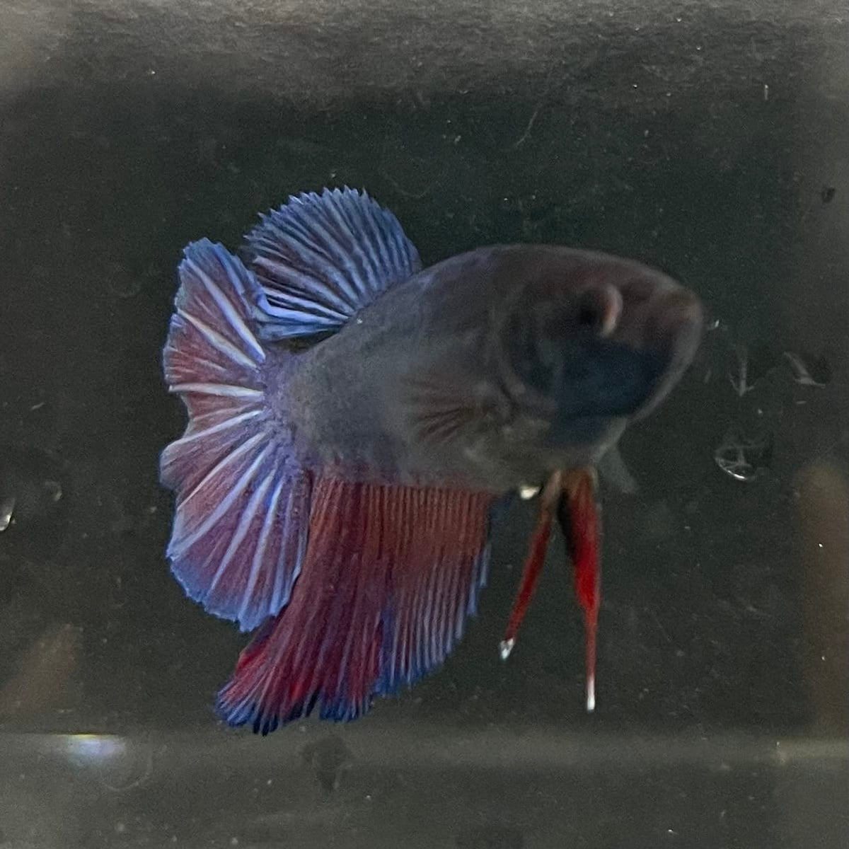 the-fish-farm Female Betta Female Betta - One Only - T Choose your own Female Betta at The Fish Farm Australia