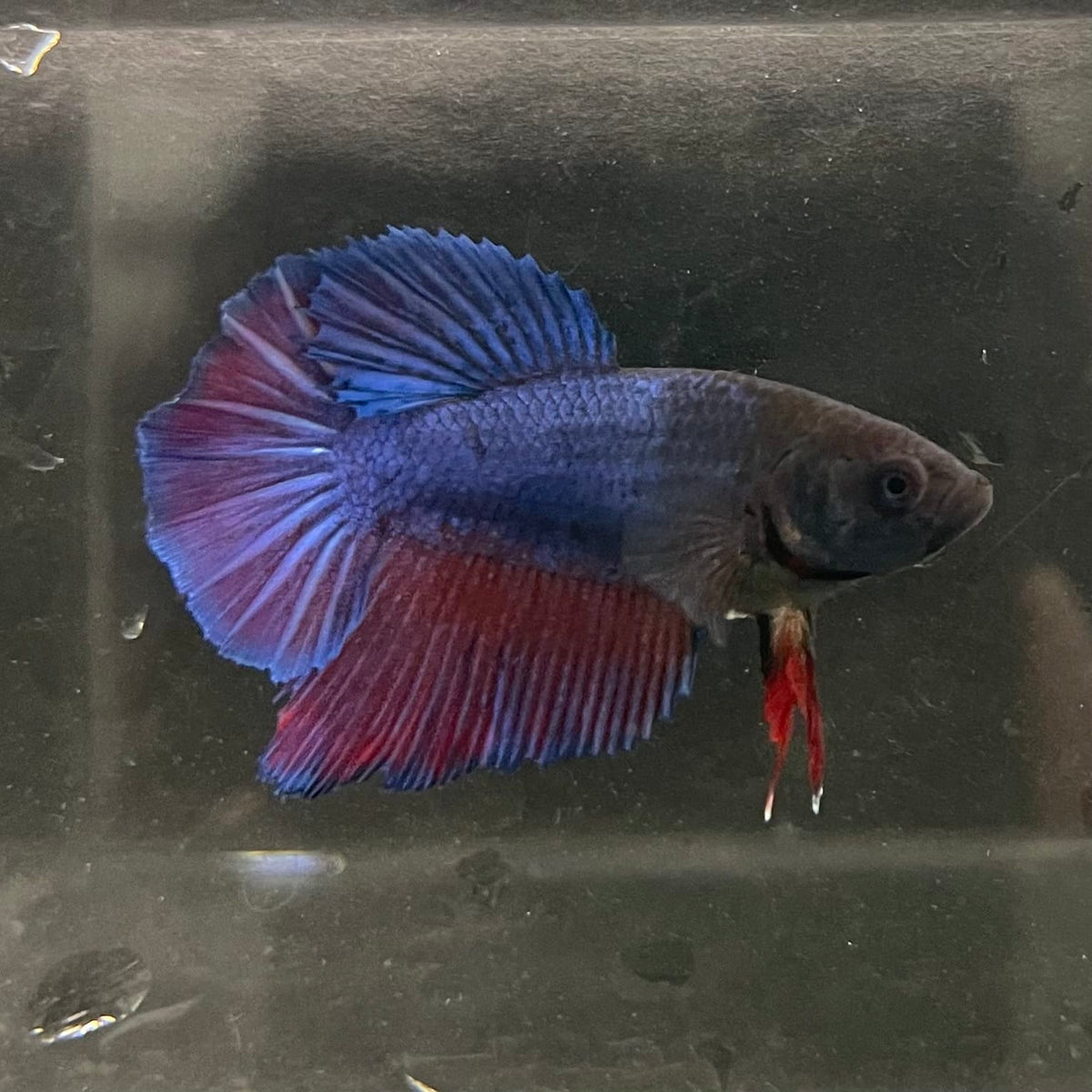 the-fish-farm Female Betta Female Betta - One Only - T Choose your own Female Betta at The Fish Farm Australia