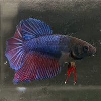 the-fish-farm Female Betta Female Betta - One Only - T Choose your own Female Betta at The Fish Farm Australia