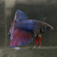 the-fish-farm Female Betta Female Betta - One Only - T Choose your own Female Betta at The Fish Farm Australia