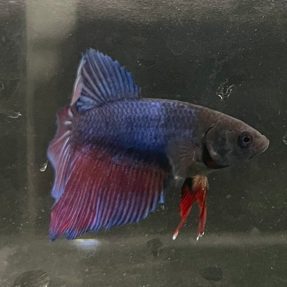 the-fish-farm Female Betta Female Betta - One Only - T Choose your own Female Betta at The Fish Farm Australia
