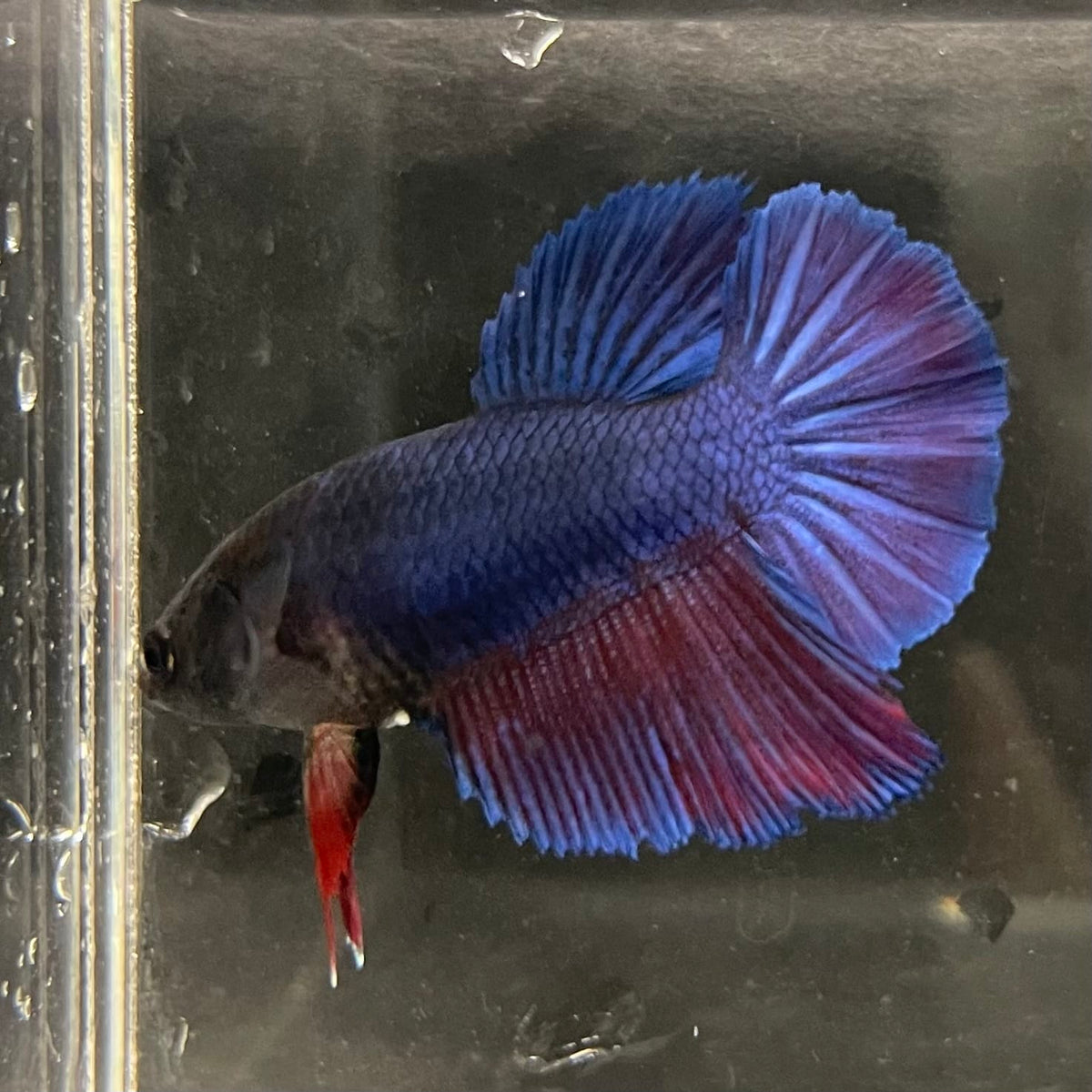 the-fish-farm Female Betta Female Betta - One Only - T Choose your own Female Betta at The Fish Farm Australia
