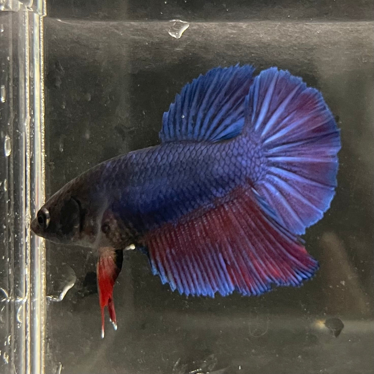 the-fish-farm Female Betta Female Betta - One Only - T Choose your own Female Betta at The Fish Farm Australia