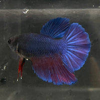 the-fish-farm Female Betta Female Betta - One Only - T Choose your own Female Betta at The Fish Farm Australia