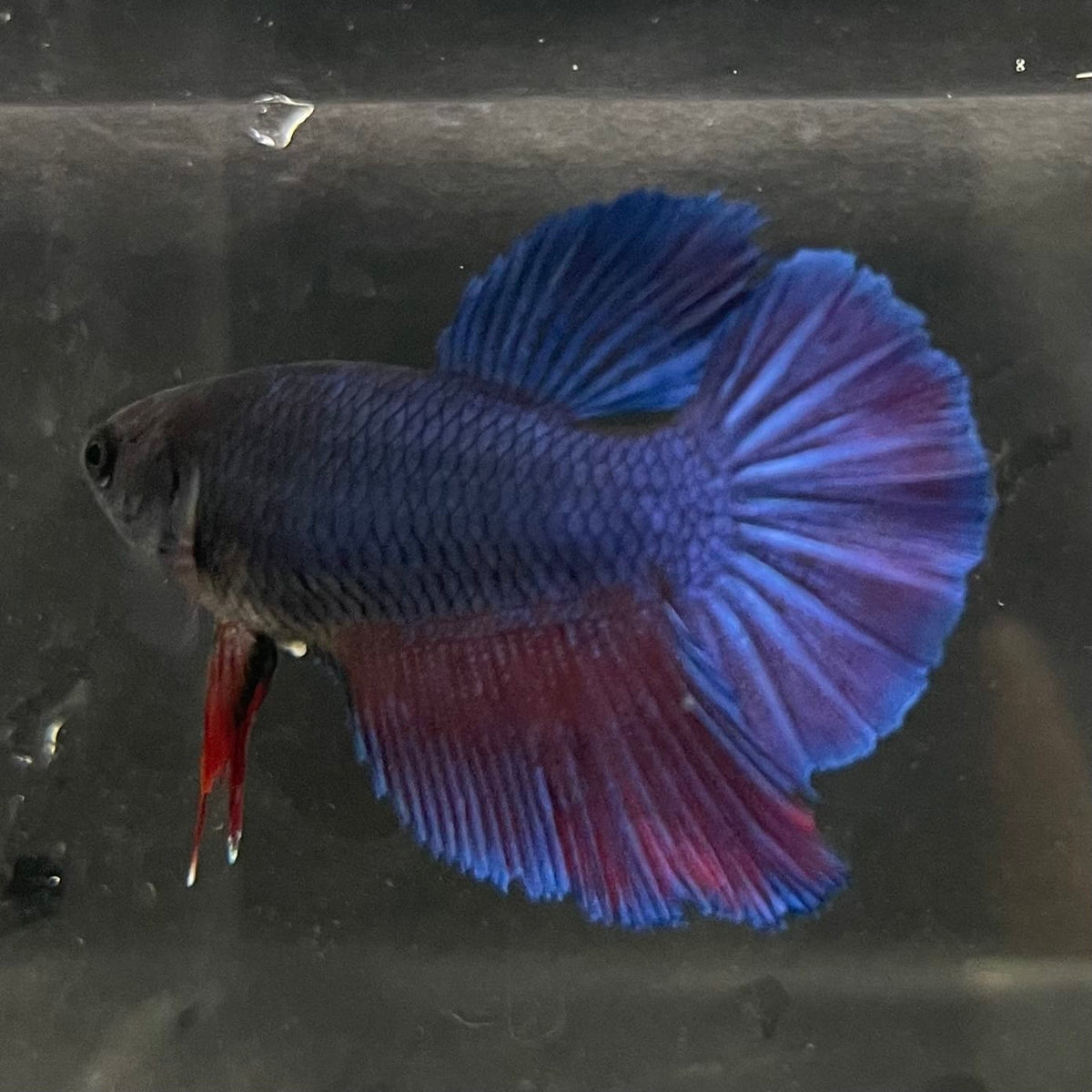 the-fish-farm Female Betta Female Betta - One Only - T Choose your own Female Betta at The Fish Farm Australia