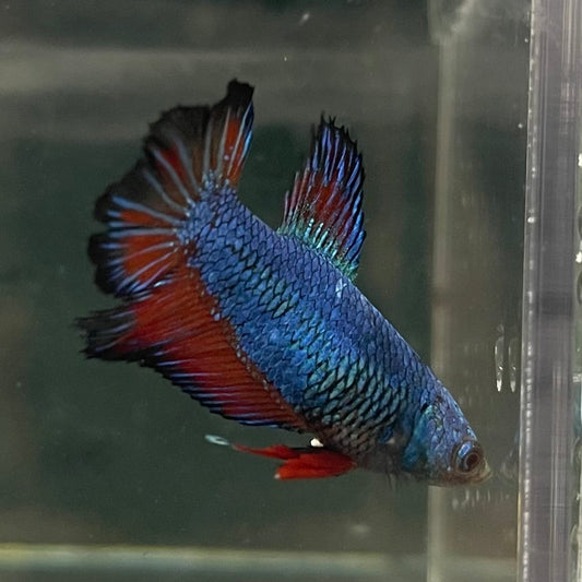 the-fish-farm Female Betta Female Betta - One Only - T Choose your own Female Betta at The Fish Farm Australia