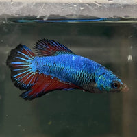 the-fish-farm Female Betta Female Betta - One Only - T Choose your own Female Betta at The Fish Farm Australia