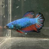 the-fish-farm Female Betta Female Betta - One Only - T Choose your own Female Betta at The Fish Farm Australia