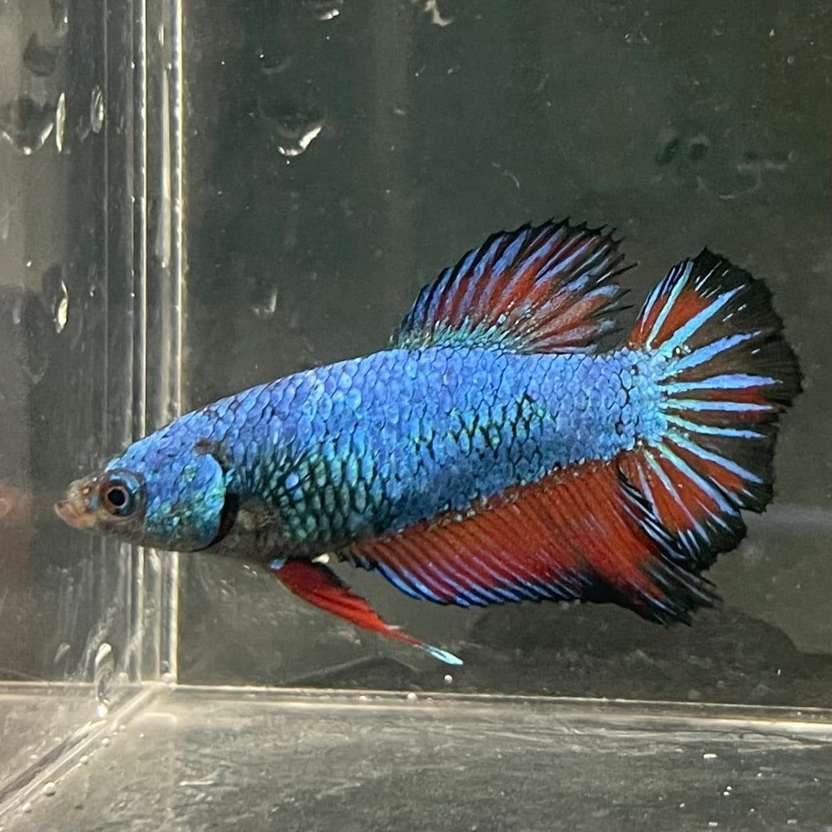 the-fish-farm Female Betta Female Betta - One Only - T Choose your own Female Betta at The Fish Farm Australia