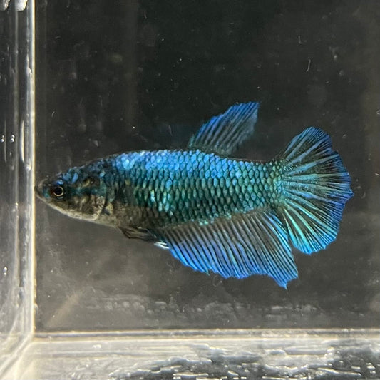 the-fish-farm Female Betta Female Betta - One Only - T Choose your own Female Betta at The Fish Farm Australia