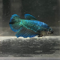 the-fish-farm Female Betta Female Betta - One Only - T Choose your own Female Betta at The Fish Farm Australia
