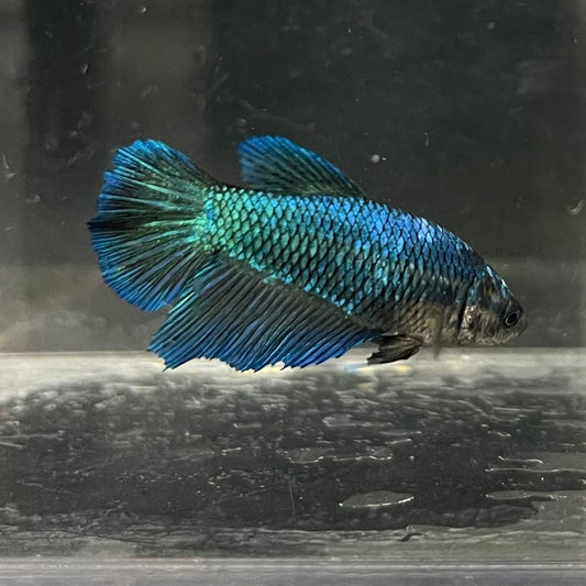 the-fish-farm Female Betta Female Betta - One Only - T Choose your own Female Betta at The Fish Farm Australia