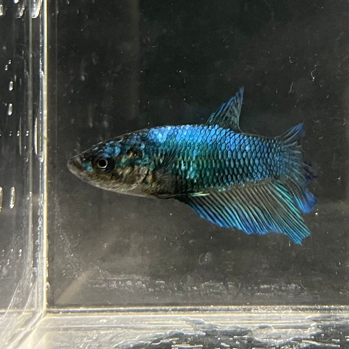 the-fish-farm Female Betta Female Betta - One Only - T Choose your own Female Betta at The Fish Farm Australia