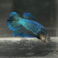 the-fish-farm Female Betta Female Betta - One Only - T Choose your own Female Betta at The Fish Farm Australia