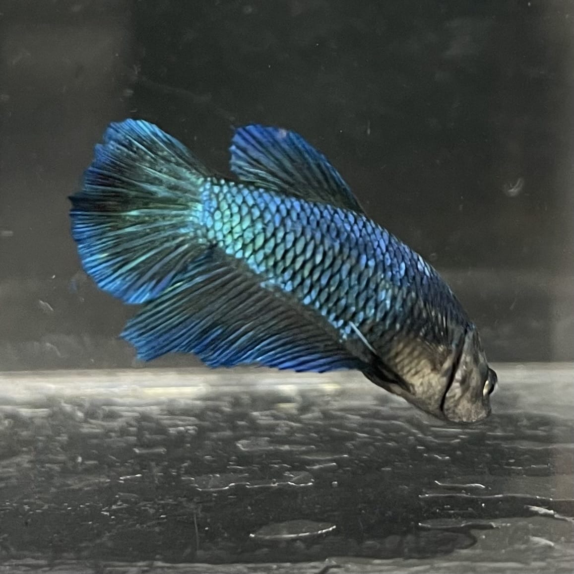the-fish-farm Female Betta Female Betta - One Only - T Choose your own Female Betta at The Fish Farm Australia