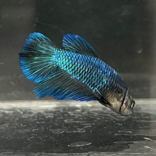 the-fish-farm Female Betta Female Betta - One Only - T Choose your own Female Betta at The Fish Farm Australia