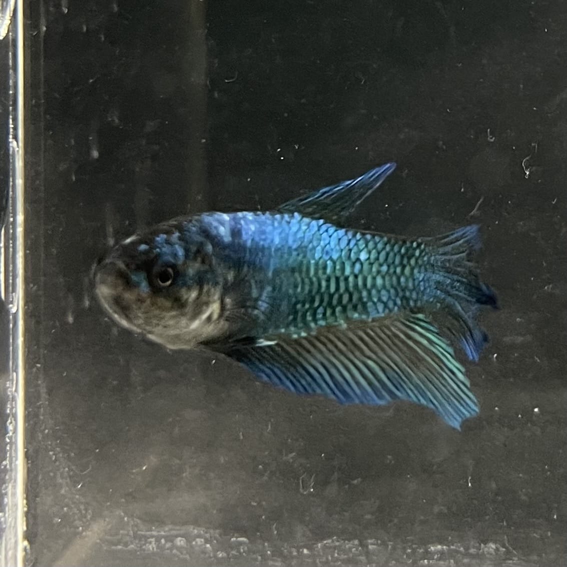 the-fish-farm Female Betta Female Betta - One Only - T Choose your own Female Betta at The Fish Farm Australia