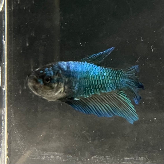 the-fish-farm Female Betta Female Betta - One Only - T Choose your own Female Betta at The Fish Farm Australia