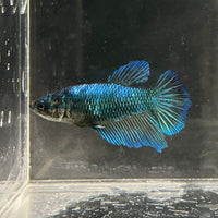 the-fish-farm Female Betta Female Betta - One Only - T Choose your own Female Betta at The Fish Farm Australia