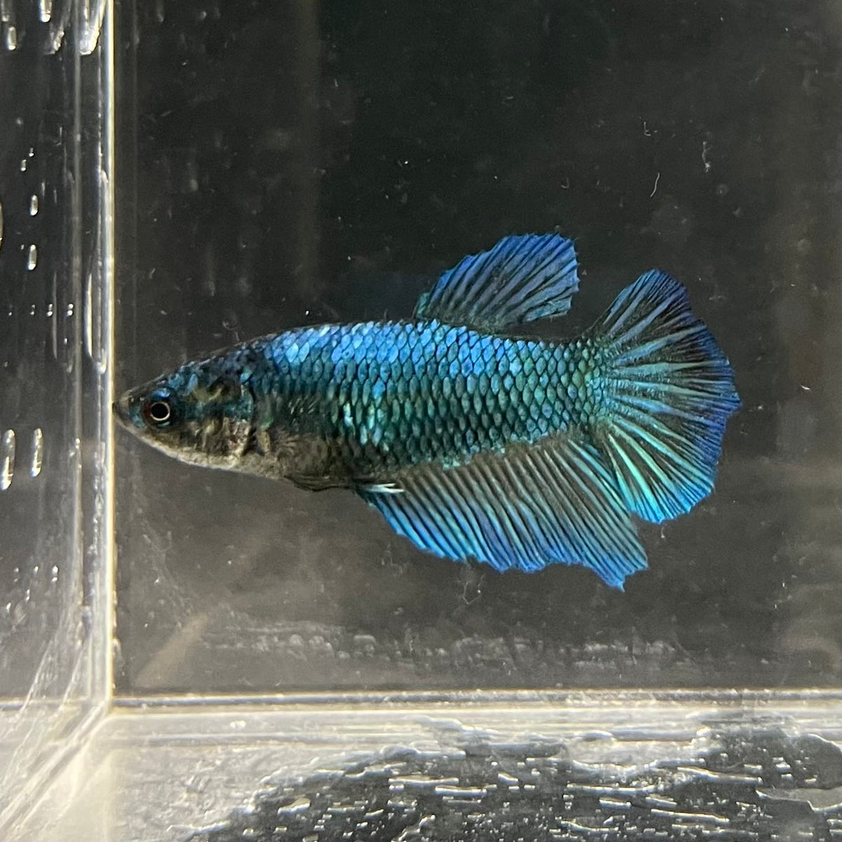 the-fish-farm Female Betta Female Betta - One Only - T Choose your own Female Betta at The Fish Farm Australia