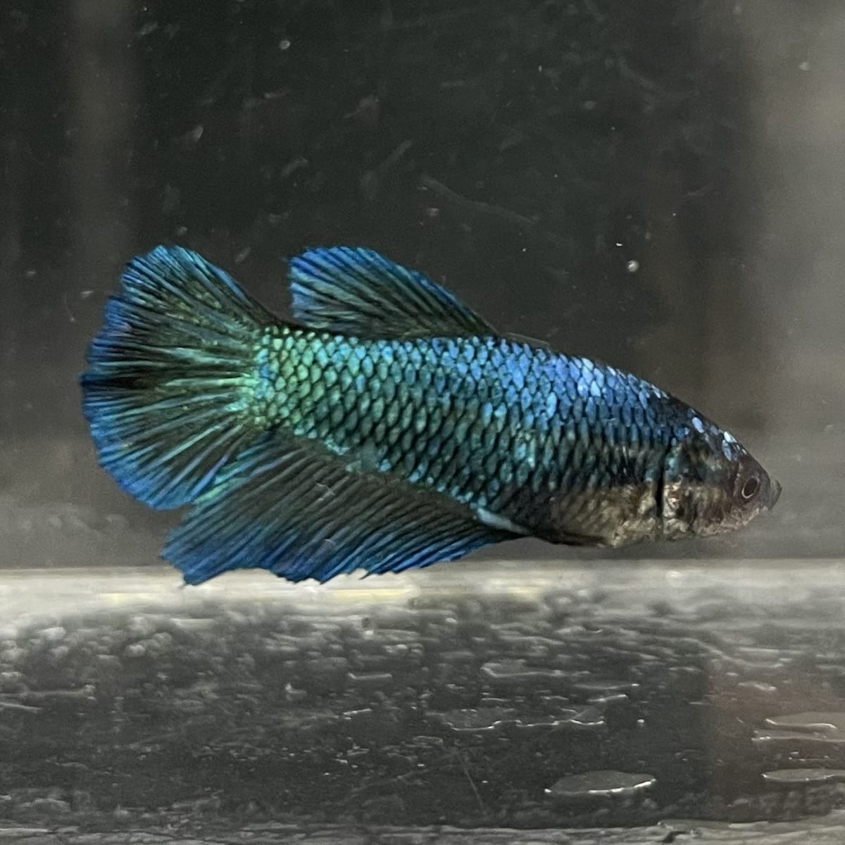 the-fish-farm Female Betta Female Betta - One Only - T Choose your own Female Betta at The Fish Farm Australia