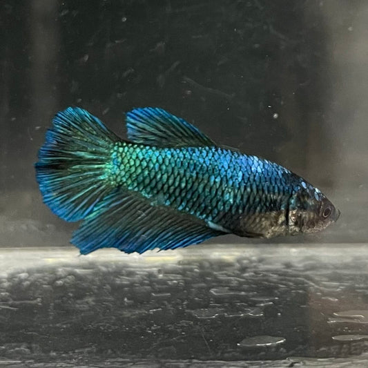 the-fish-farm Female Betta Female Betta - One Only - T Choose your own Female Betta at The Fish Farm Australia