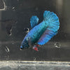 the-fish-farm Female Betta Female Betta - One Only - T Choose your own Female Betta at The Fish Farm Australia