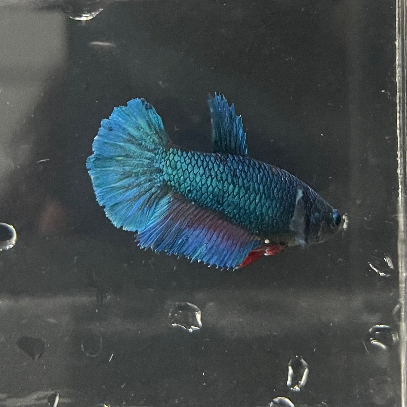 the-fish-farm Female Betta Female Betta - One Only - T Choose your own Female Betta at The Fish Farm Australia