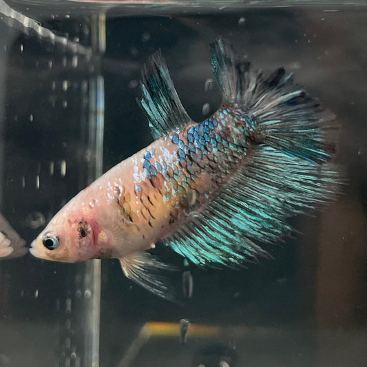 the-fish-farm Female Betta Female Betta - One Only - U Choose your own Female Betta at The Fish Farm Australia