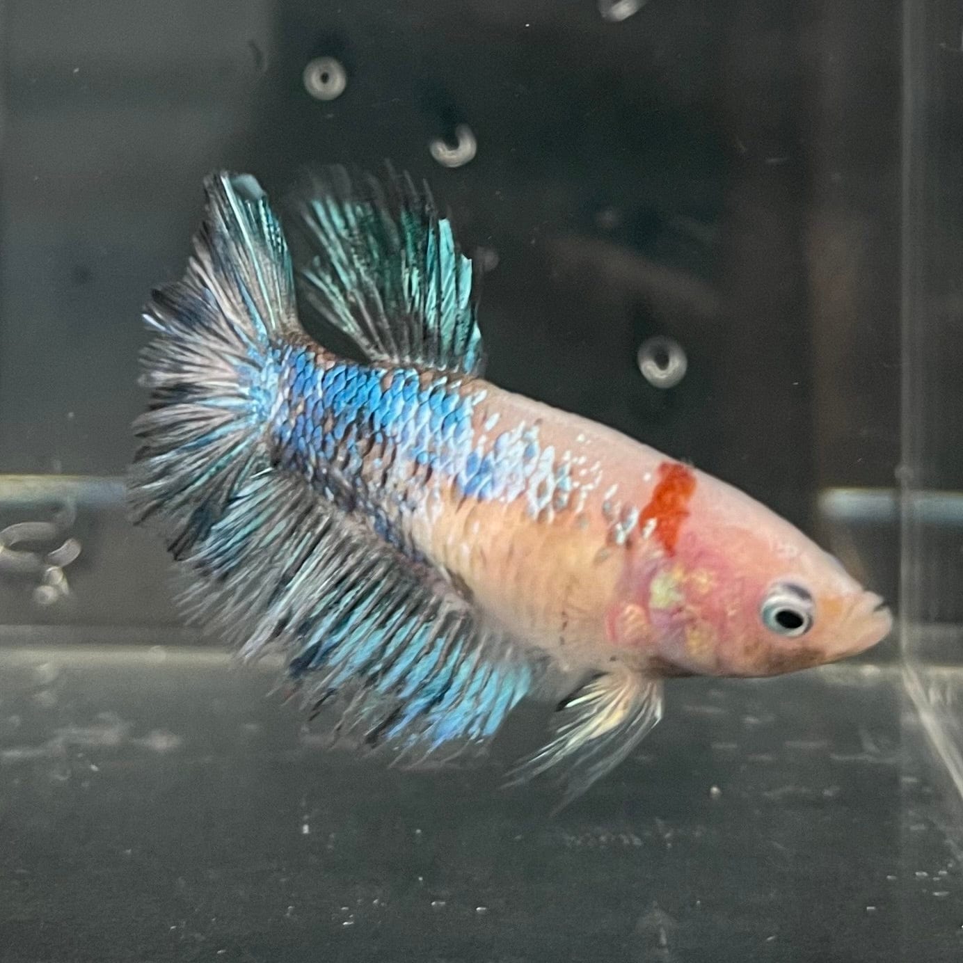 the-fish-farm Female Betta Female Betta - One Only - U Choose your own Female Betta at The Fish Farm Australia