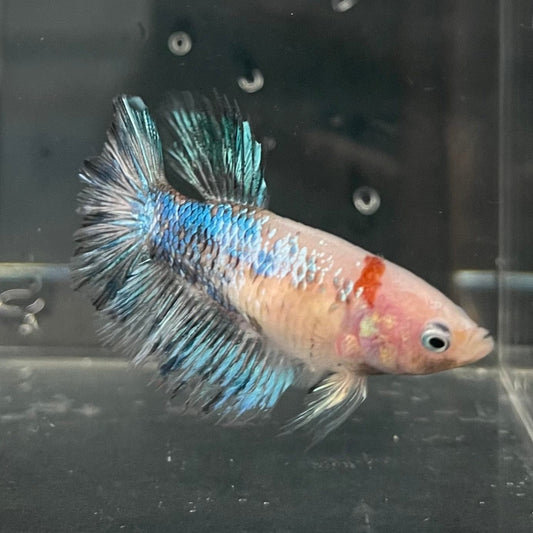 the-fish-farm Female Betta Female Betta - One Only - U Choose your own Female Betta at The Fish Farm Australia