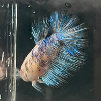 the-fish-farm Female Betta Female Betta - One Only - U Choose your own Female Betta at The Fish Farm Australia