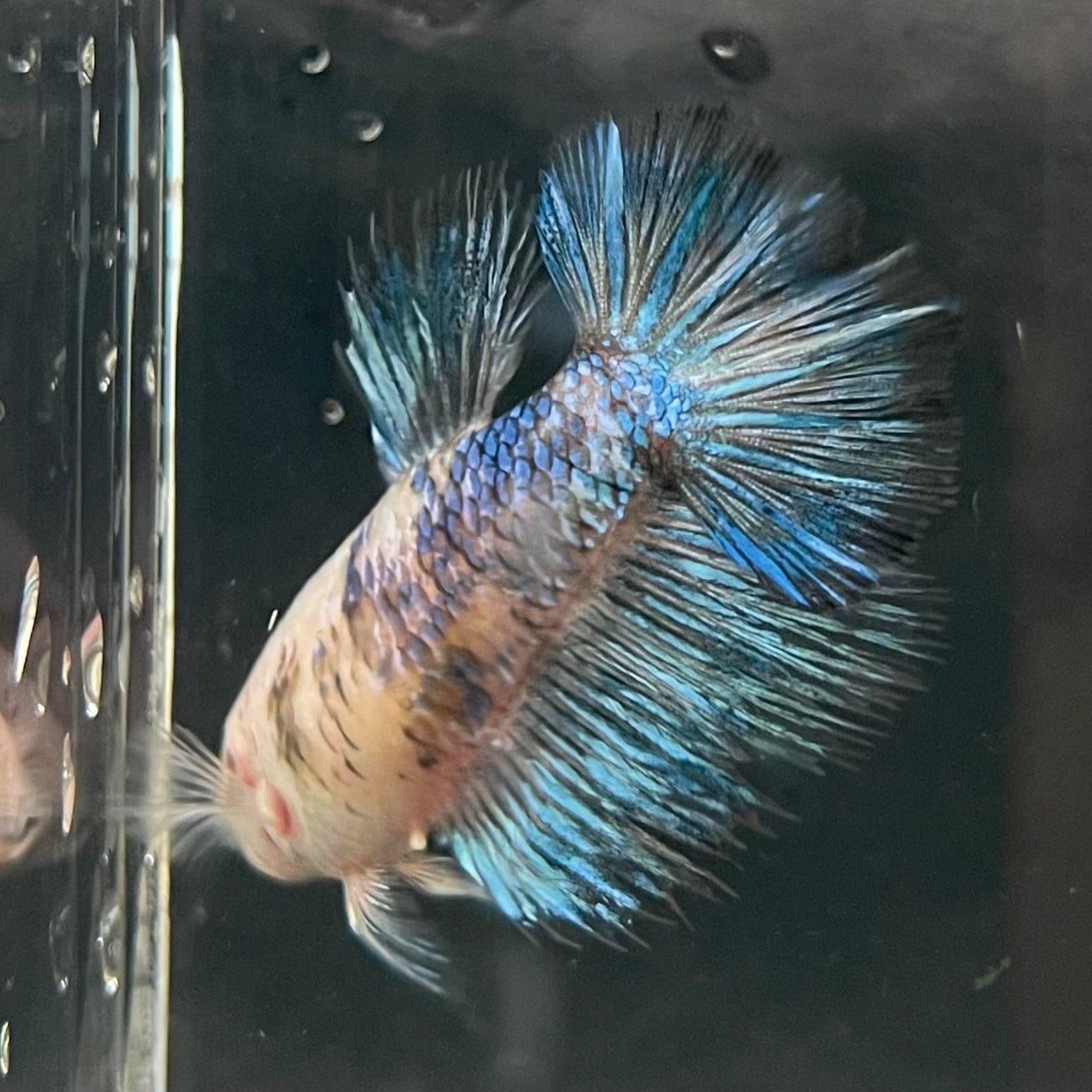 the-fish-farm Female Betta Female Betta - One Only - U Choose your own Female Betta at The Fish Farm Australia