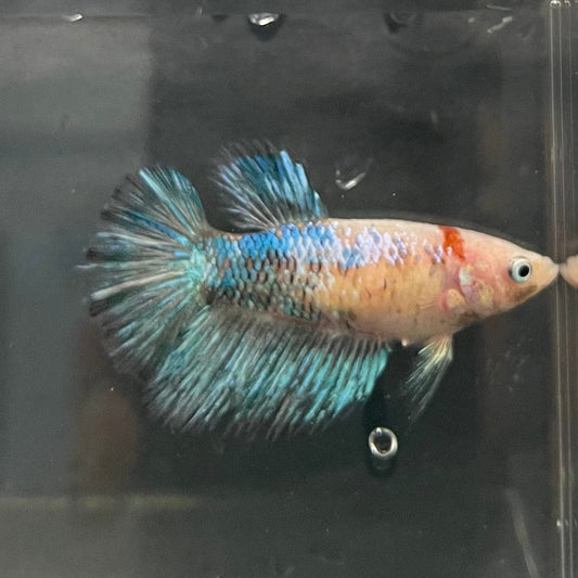the-fish-farm Female Betta Female Betta - One Only - U Choose your own Female Betta at The Fish Farm Australia