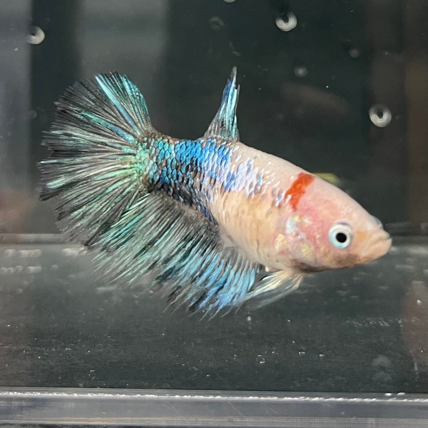 the-fish-farm Female Betta Female Betta - One Only - U Choose your own Female Betta at The Fish Farm Australia