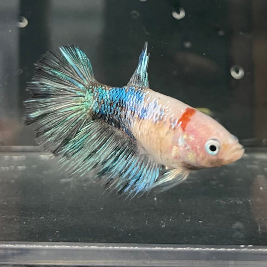 the-fish-farm Female Betta Female Betta - One Only - U Choose your own Female Betta at The Fish Farm Australia