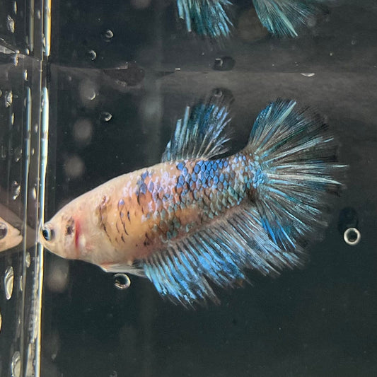 the-fish-farm Female Betta Female Betta - One Only - U Choose your own Female Betta at The Fish Farm Australia