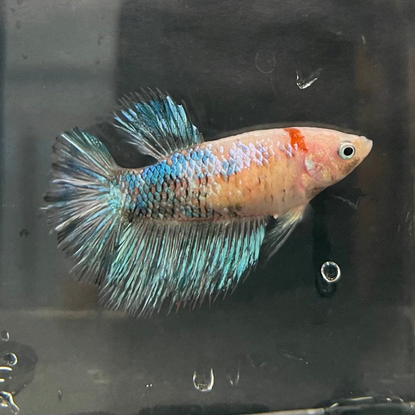 the-fish-farm Female Betta Female Betta - One Only - U Choose your own Female Betta at The Fish Farm Australia