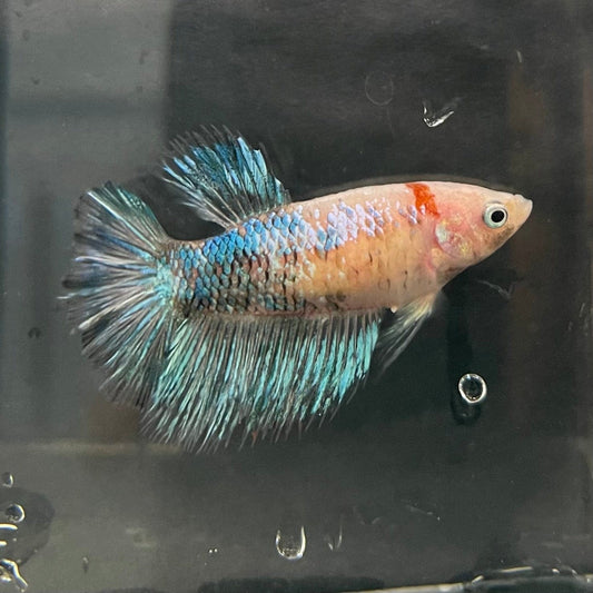 the-fish-farm Female Betta Female Betta - One Only - U Choose your own Female Betta at The Fish Farm Australia