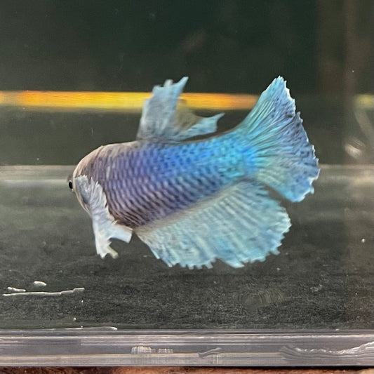 the-fish-farm Female Betta Female Betta - One Only - U Choose your own Female Betta at The Fish Farm Australia